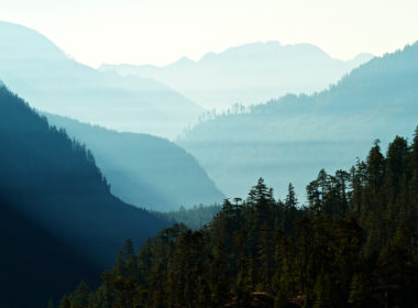 雾交织英属哥伦比亚丘陵自然针叶林填充杉木、松木,杉木树