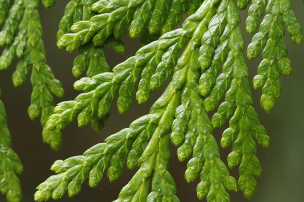 西部红杉树(Thuja plicata)的绿针特写，这是一种多用途的针叶树，原产于不列颠哥伦比亚省，用于各种各样的建筑内外应用。