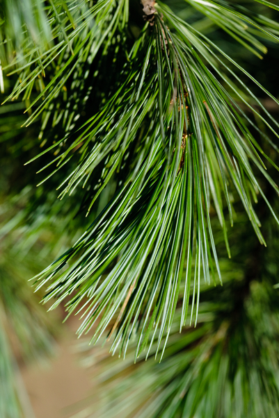 近距离的西部白松(Pinus monticola)针在野外。西部白松具有良好的工作质量，通常被锯成木材，用于门窗和家具等产品，以及建筑木材。
