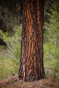 近距离的黄松(Pinus ponderosa)生活在野外树干。黄松用于轻型和中型建筑以及各种室内外产品