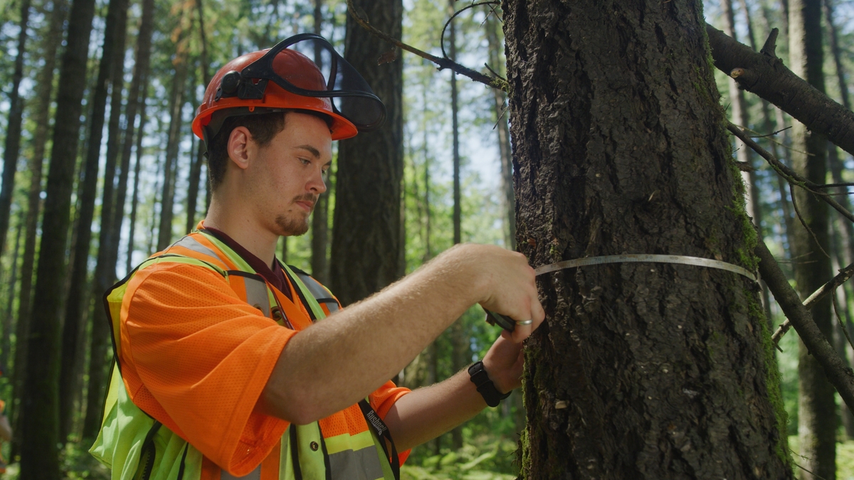森林测量员穿着安全橘色衬衫，头戴安全帽，测量花旗松(Pseudotsuga menziesii)的胸径
