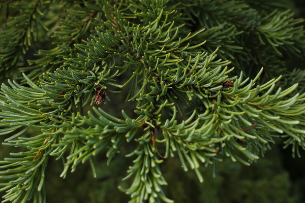 特写的亚高山冷杉针叶(冷杉)生活在野外。亚高山冷杉，也被称为香脂或香脂冷杉，生长在不列颠哥伦比亚省的内陆，并与黑松和内陆云杉作为SPF(云杉-松树-冷杉)物种组一起销售