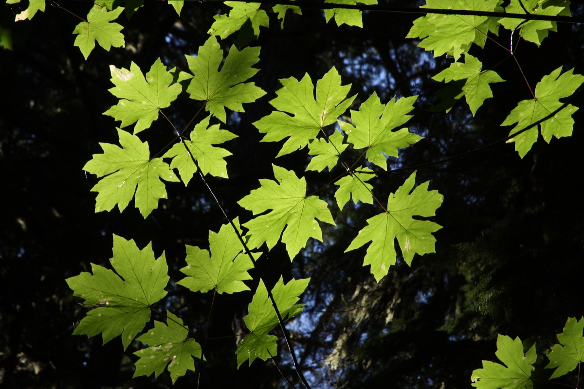 近距离大叶枫(宏碁marcophyllum)树叶在野外。Bigleaf枫树通常生长在混合组软木,硬木物种如红桤木、黑色棉白杨、花旗松、西红雪松和西部铁杉。