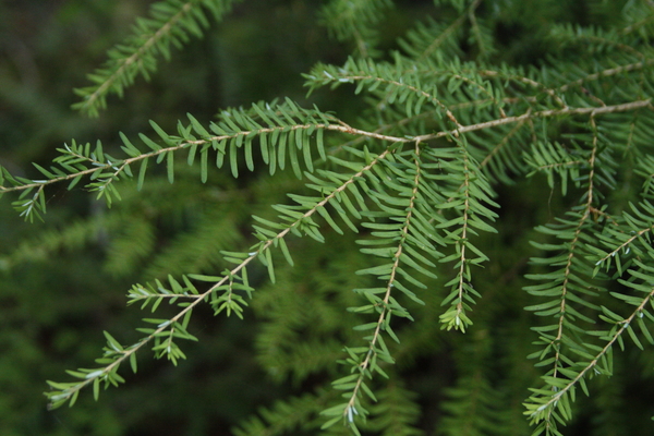 近距离的西方铁杉针(Tsuga hererophylla)生活在野外。西部铁杉用于一般建筑，屋顶甲板和胶合板，以及层压料和生产胶合层压和实心梁
